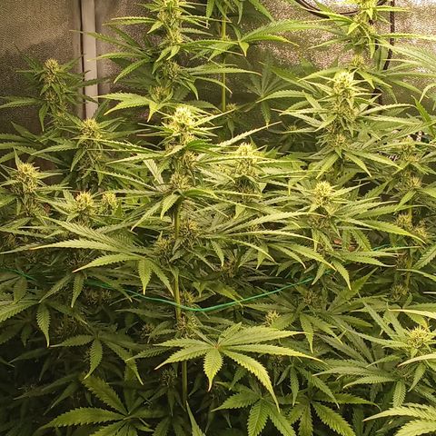 Strawberry Banana automatik  growlog timeline photo