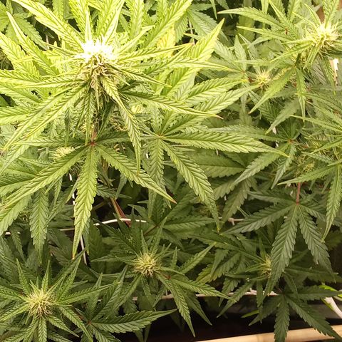 Zkittlez automatik  growlog timeline photo