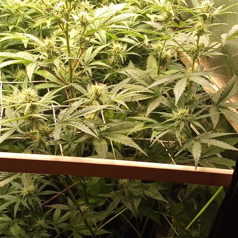 Zkittlez automatik  growlog timeline photo