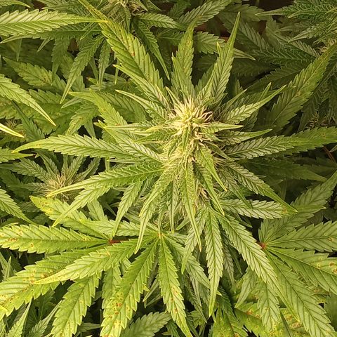 Banana Purple Punch growlog timeline photo