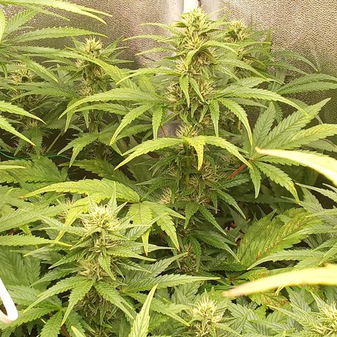Banana Purple Punch growlog timeline photo