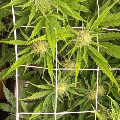 Strawberry Gorilla automatik  growlog timeline photo