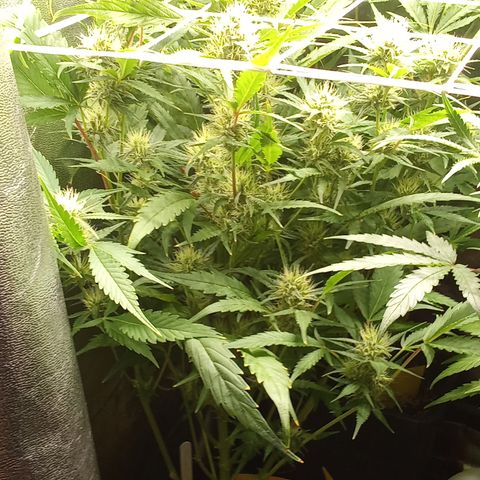 Strawberry Gorilla automatik  growlog timeline photo