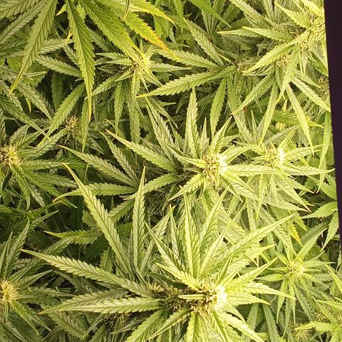 Strawberry Banana automatik  growlog timeline photo