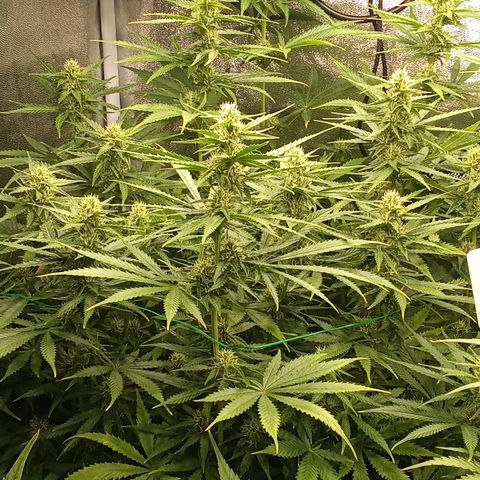 Strawberry Banana automatik  growlog timeline photo