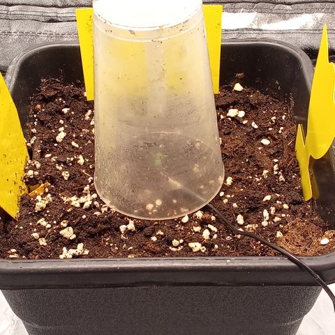 Gorilla Punch  growlog timeline photo