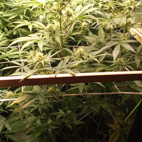 Zkittlez automatik  growlog timeline photo