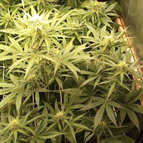 Zkittlez automatik  growlog timeline photo