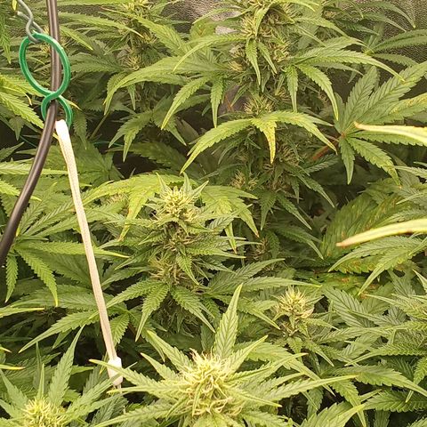 Banana Purple Punch growlog timeline photo