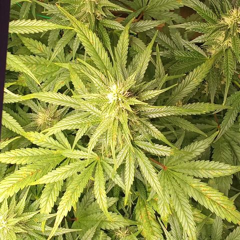 Banana Purple Punch growlog timeline photo