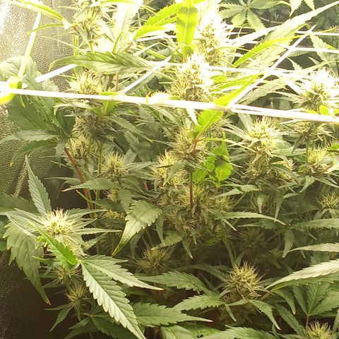 Strawberry Gorilla automatik  growlog timeline photo