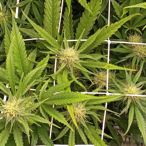 Strawberry Gorilla automatik  growlog timeline photo