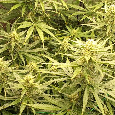 Strawberry Banana automatik  growlog timeline photo