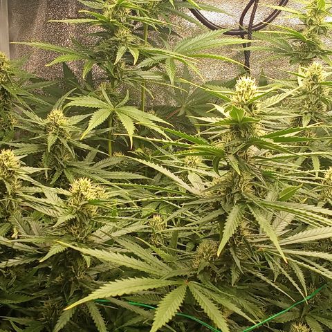 Strawberry Banana automatik  growlog timeline photo