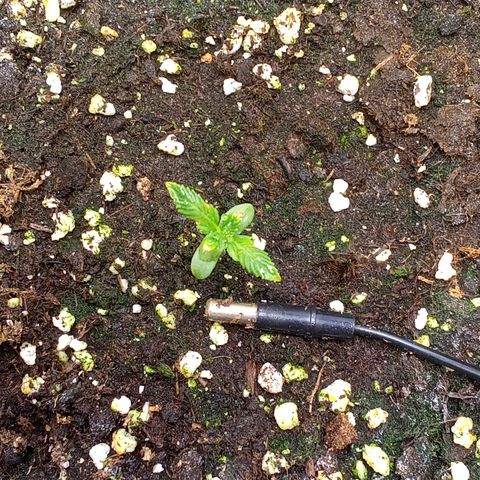 Gorilla Punch  growlog timeline photo