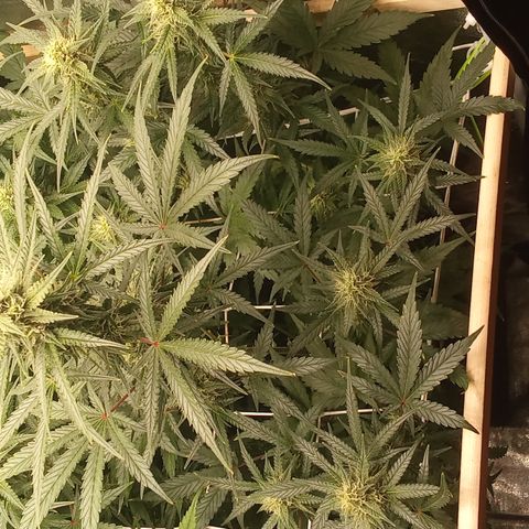 Zkittlez automatik  growlog timeline photo