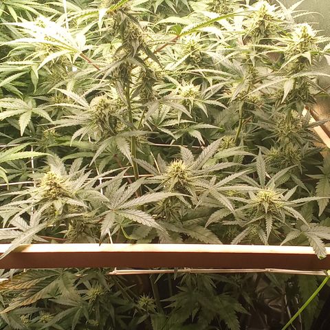 Zkittlez automatik  growlog timeline photo