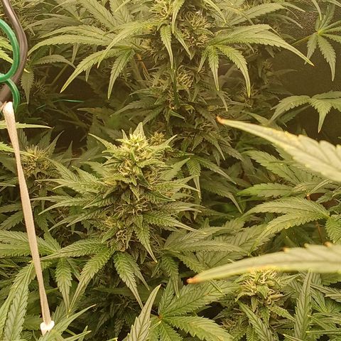 Banana Purple Punch growlog timeline photo