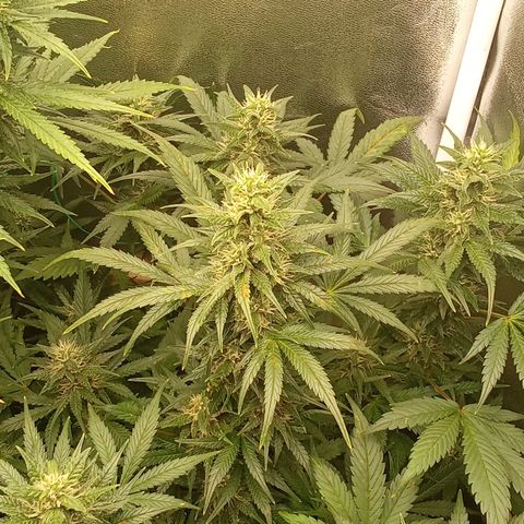 Banana Purple Punch growlog timeline photo