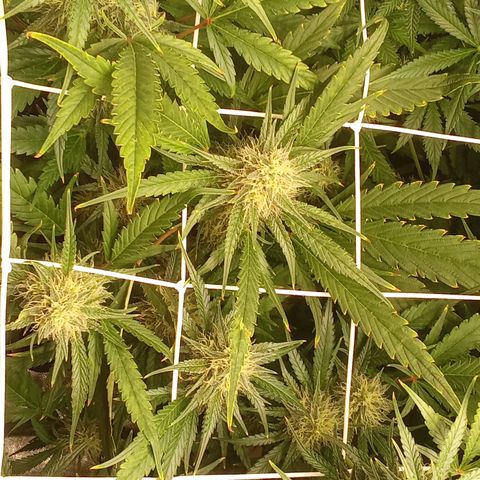 Strawberry Gorilla automatik  growlog timeline photo