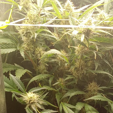 Strawberry Gorilla automatik  growlog timeline photo