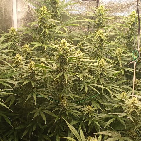 Strawberry Banana automatik  growlog timeline photo