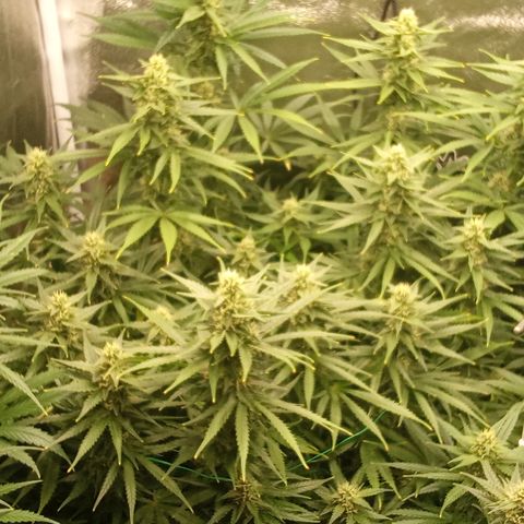 Strawberry Banana automatik  growlog timeline photo