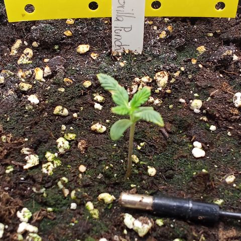 Gorilla Punch  growlog timeline photo
