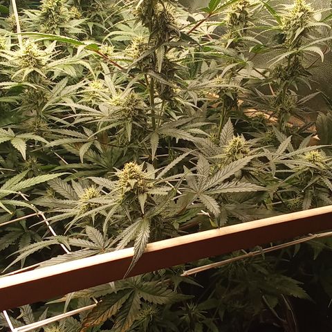 Zkittlez automatik  growlog timeline photo