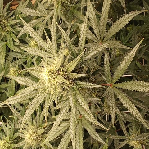 Zkittlez automatik  growlog timeline photo