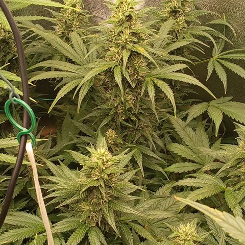 Banana Purple Punch growlog timeline photo