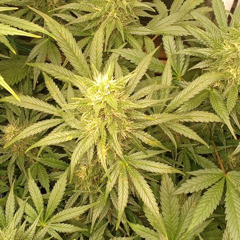 Banana Purple Punch growlog timeline photo