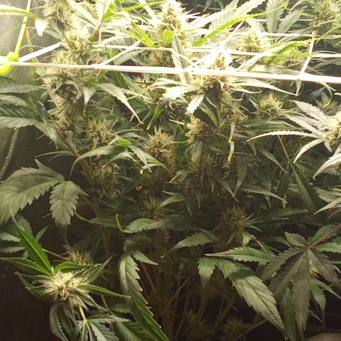 Strawberry Gorilla automatik  growlog timeline photo