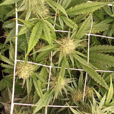 Strawberry Gorilla automatik  growlog timeline photo