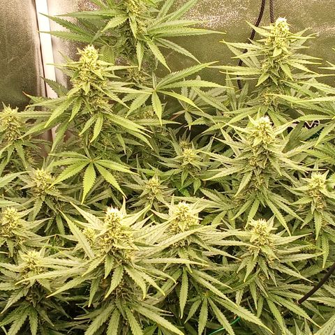 Strawberry Banana automatik  growlog timeline photo