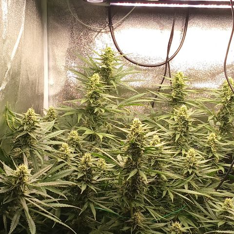 Strawberry Banana automatik  growlog timeline photo