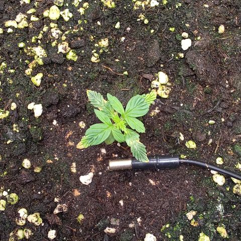 Gorilla Punch  growlog timeline photo