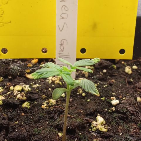Gorilla Punch  growlog timeline photo