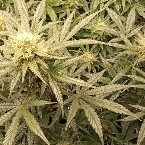 Zkittlez automatik  growlog timeline photo