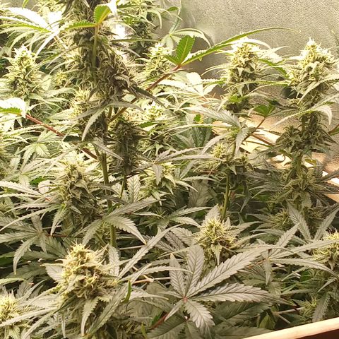 Zkittlez automatik  growlog timeline photo