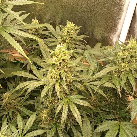 Banana Purple Punch growlog timeline photo