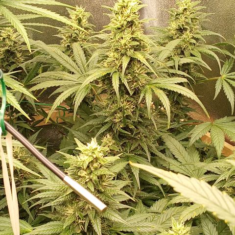Banana Purple Punch growlog timeline photo