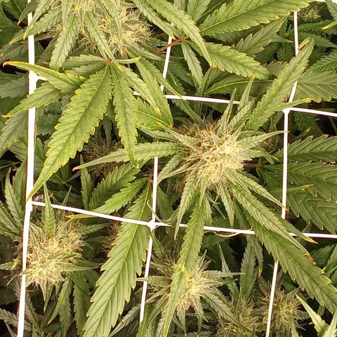 Strawberry Gorilla automatik  growlog timeline photo