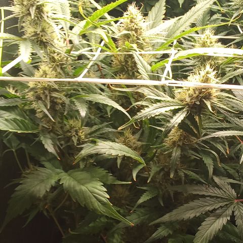 Strawberry Gorilla automatik  growlog timeline photo