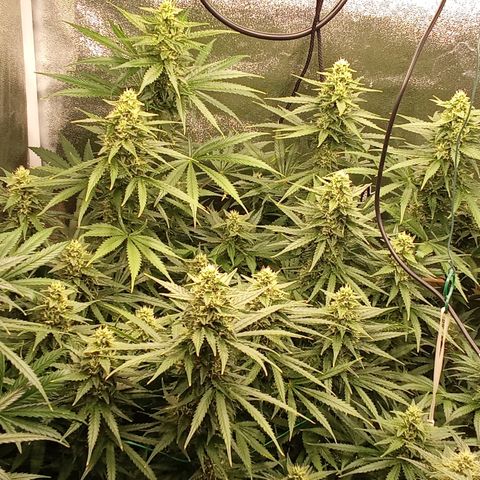 Strawberry Banana automatik  growlog timeline photo