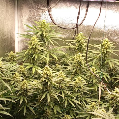 Strawberry Banana automatik  growlog timeline photo