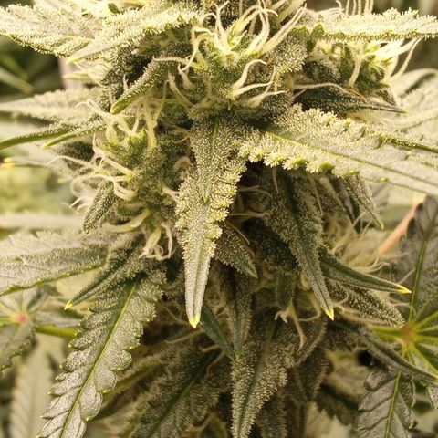 Zkittlez automatik  growlog timeline photo