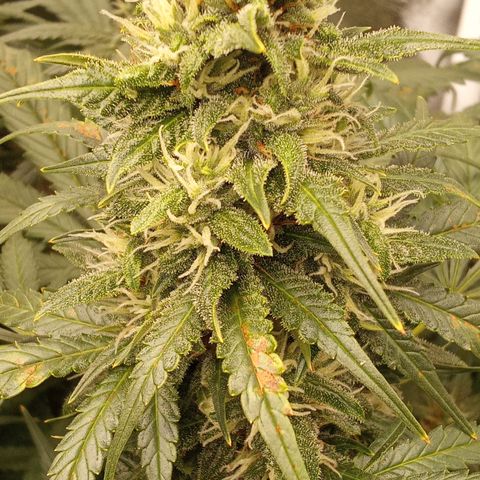 Banana Purple Punch growlog timeline photo