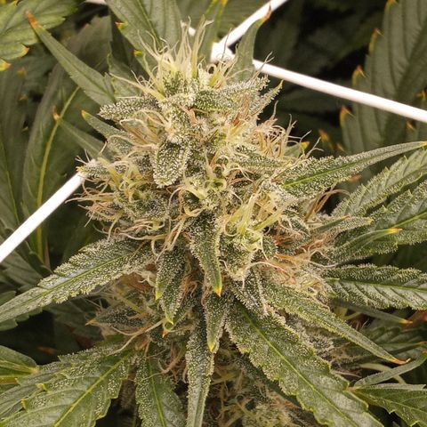 Strawberry Gorilla automatik  growlog timeline photo