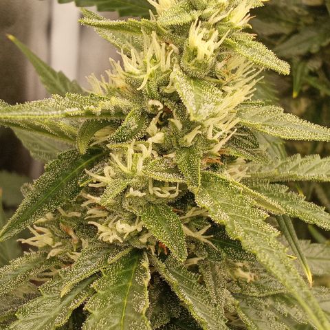 Strawberry Banana automatik  growlog timeline photo